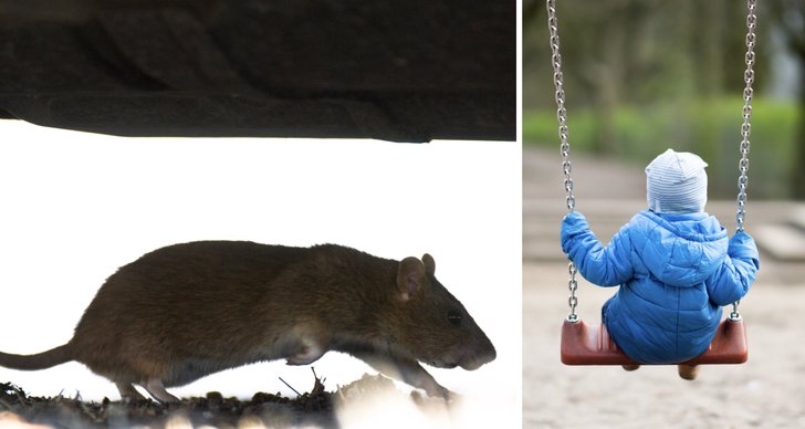Råttor, Barn, Lekplats